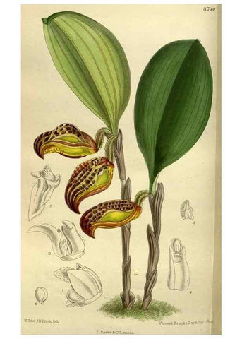 Reproducción/Reproduction 36015774506: Curtis's botanical magazine.. London ; New York [etc.] :Academic Press [etc.]