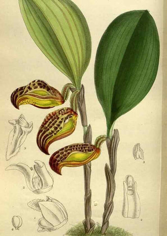 Reproducción/Reproduction 36015774506: Curtis's botanical magazine.. London ; New York [etc.] :Academic Press [etc.]
