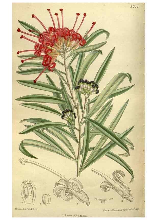 Reproducción/Reproduction 35885960632: Curtis's botanical magazine.. London ; New York [etc.] :Academic Press [etc.]