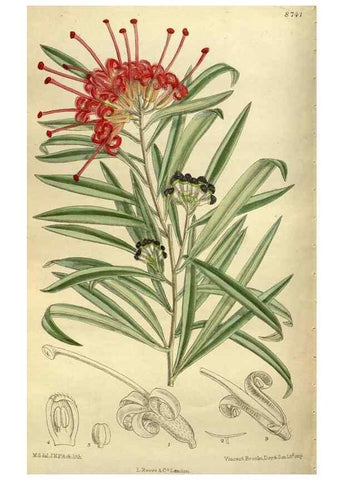 Reproducción/Reproduction 35885960632: Curtis's botanical magazine.. London ; New York [etc.] :Academic Press [etc.]