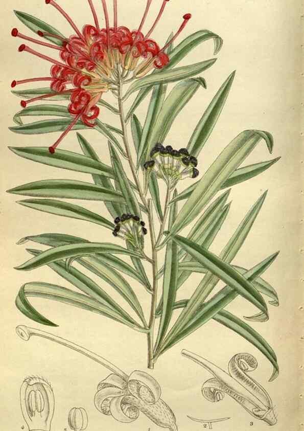 Reproducción/Reproduction 35885960632: Curtis's botanical magazine.. London ; New York [etc.] :Academic Press [etc.]