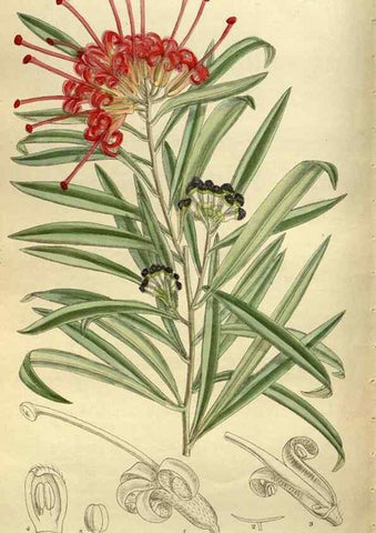 Reproducción/Reproduction 35885960632: Curtis's botanical magazine.. London ; New York [etc.] :Academic Press [etc.]