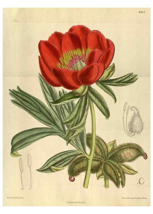 Reproducción/Reproduction 35886358702: Curtis's botanical magazine.. London ; New York [etc.] :Academic Press [etc.]