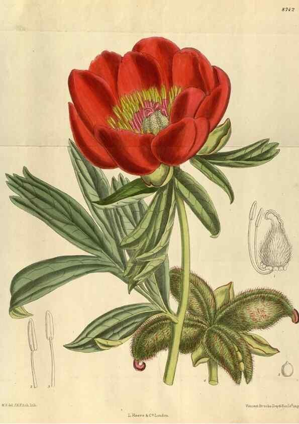 Reproducción/Reproduction 35886358702: Curtis's botanical magazine.. London ; New York [etc.] :Academic Press [etc.]