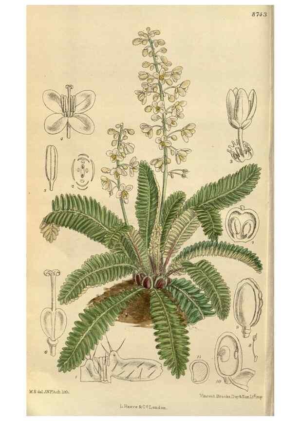 Reproducción/Reproduction 36057694565: Curtis's botanical magazine.. London ; New York [etc.] :Academic Press [etc.]