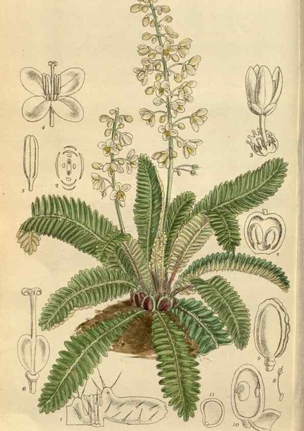 Reproducción/Reproduction 36057694565: Curtis's botanical magazine.. London ; New York [etc.] :Academic Press [etc.]