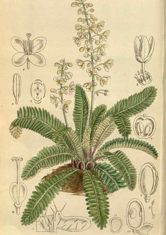 Reproducción/Reproduction 36057694565: Curtis's botanical magazine.. London ; New York [etc.] :Academic Press [etc.]