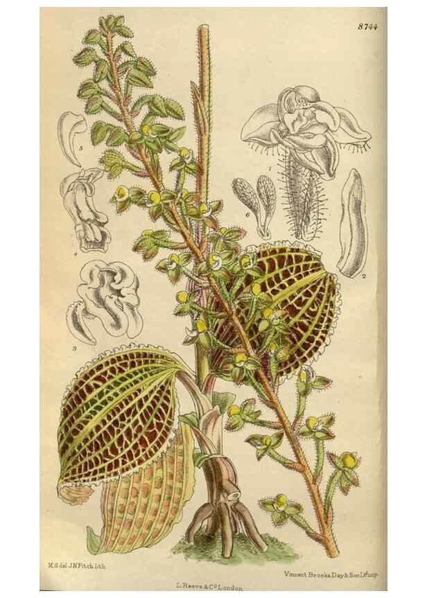 Reproducción/Reproduction 36057696335: Curtis's botanical magazine.. London ; New York [etc.] :Academic Press [etc.]