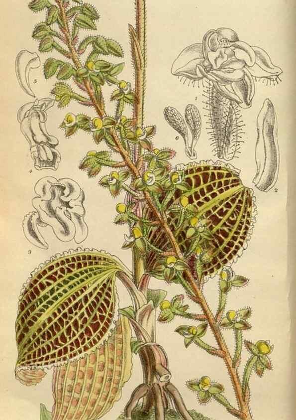 Reproducción/Reproduction 36057696335: Curtis's botanical magazine.. London ; New York [etc.] :Academic Press [etc.]