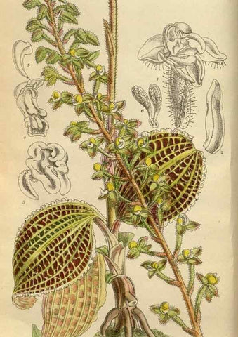 Reproducción/Reproduction 36057696335: Curtis's botanical magazine.. London ; New York [etc.] :Academic Press [etc.]