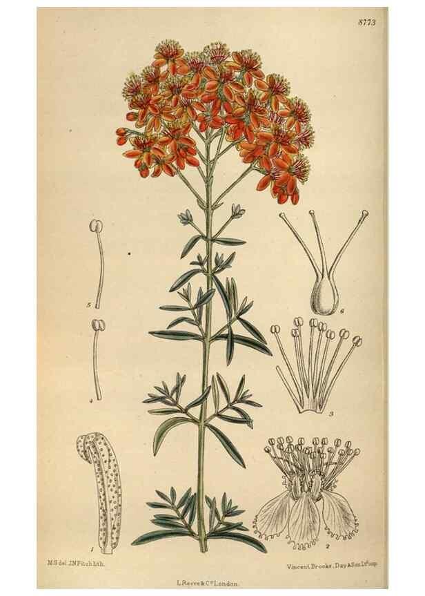 Reproducción/Reproduction 35924430741: Curtis's botanical magazine.. London ; New York [etc.] :Academic Press [etc.]