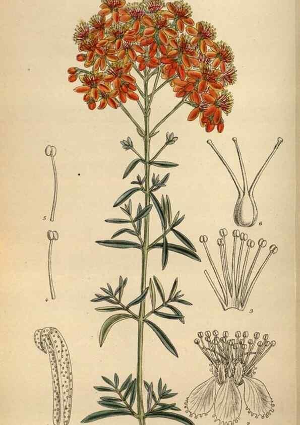 Reproducción/Reproduction 35924430741: Curtis's botanical magazine.. London ; New York [etc.] :Academic Press [etc.]