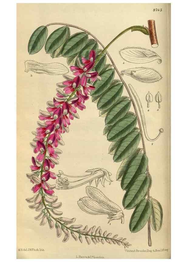 Reproducción/Reproduction 35924386421: Curtis's botanical magazine.. London ; New York [etc.] :Academic Press [etc.]