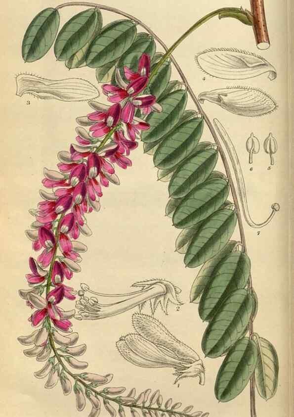 Reproducción/Reproduction 35924386421: Curtis's botanical magazine.. London ; New York [etc.] :Academic Press [etc.]