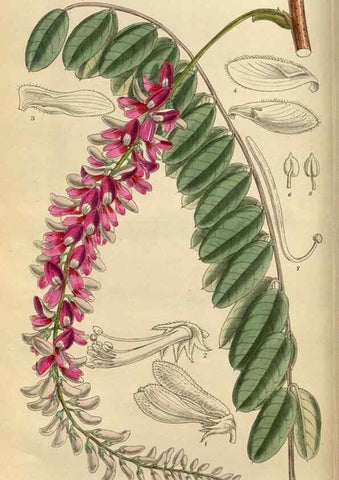 Reproducción/Reproduction 35924386421: Curtis's botanical magazine.. London ; New York [etc.] :Academic Press [etc.]