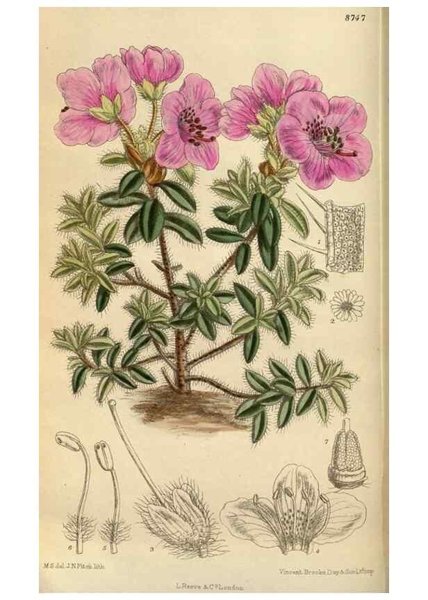 Reproducción/Reproduction 35924391521: Curtis's botanical magazine.. London ; New York [etc.] :Academic Press [etc.]