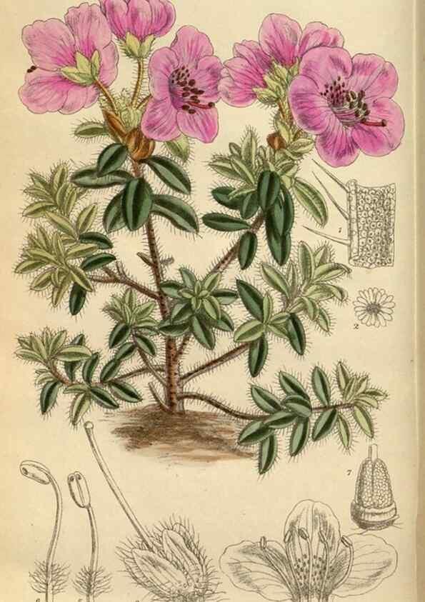 Reproducción/Reproduction 35924391521: Curtis's botanical magazine.. London ; New York [etc.] :Academic Press [etc.]