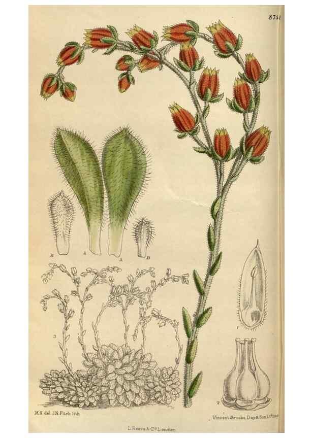 Reproducción/Reproduction 35924393581: Curtis's botanical magazine.. London ; New York [etc.] :Academic Press [etc.]