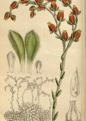 Reproducción/Reproduction 35924393581: Curtis's botanical magazine.. London ; New York [etc.] :Academic Press [etc.]