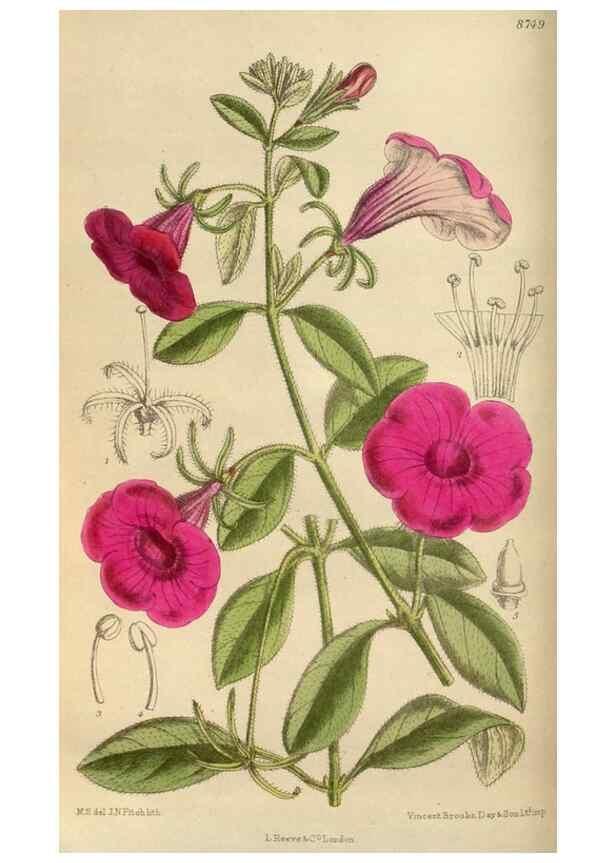 Reproducción/Reproduction 36057706755: Curtis's botanical magazine.. London ; New York [etc.] :Academic Press [etc.]