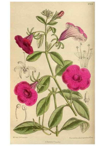 Reproducción/Reproduction 36057706755: Curtis's botanical magazine.. London ; New York [etc.] :Academic Press [etc.]