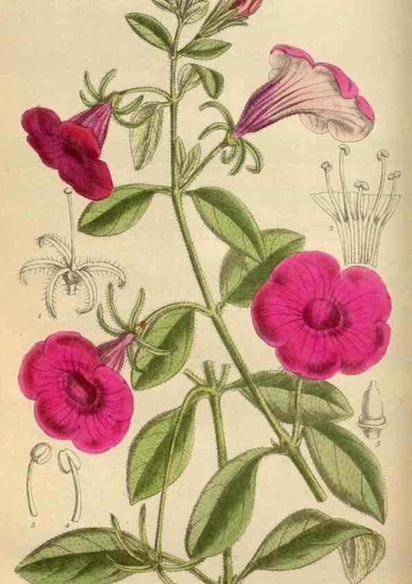 Reproducción/Reproduction 36057706755: Curtis's botanical magazine.. London ; New York [etc.] :Academic Press [etc.]