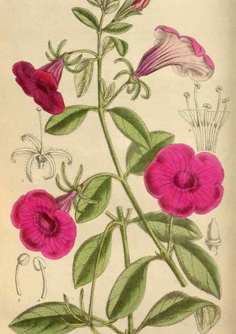 Reproducción/Reproduction 36057706755: Curtis's botanical magazine.. London ; New York [etc.] :Academic Press [etc.]