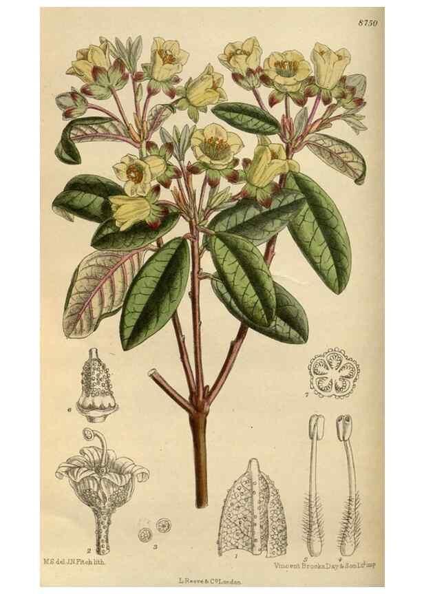 Reproducción/Reproduction 36057709225: Curtis's botanical magazine.. London ; New York [etc.] :Academic Press [etc.]