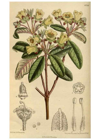 Reproducción/Reproduction 36057709225: Curtis's botanical magazine.. London ; New York [etc.] :Academic Press [etc.]