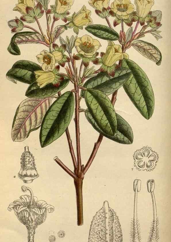 Reproducción/Reproduction 36057709225: Curtis's botanical magazine.. London ; New York [etc.] :Academic Press [etc.]