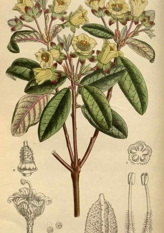 Reproducción/Reproduction 36057709225: Curtis's botanical magazine.. London ; New York [etc.] :Academic Press [etc.]