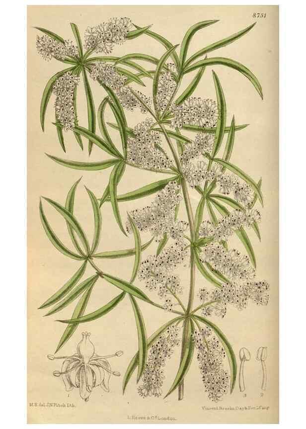 Reproducción/Reproduction 35218039634: Curtis's botanical magazine.. London ; New York [etc.] :Academic Press [etc.]