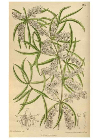 Reproducción/Reproduction 35218039634: Curtis's botanical magazine.. London ; New York [etc.] :Academic Press [etc.]