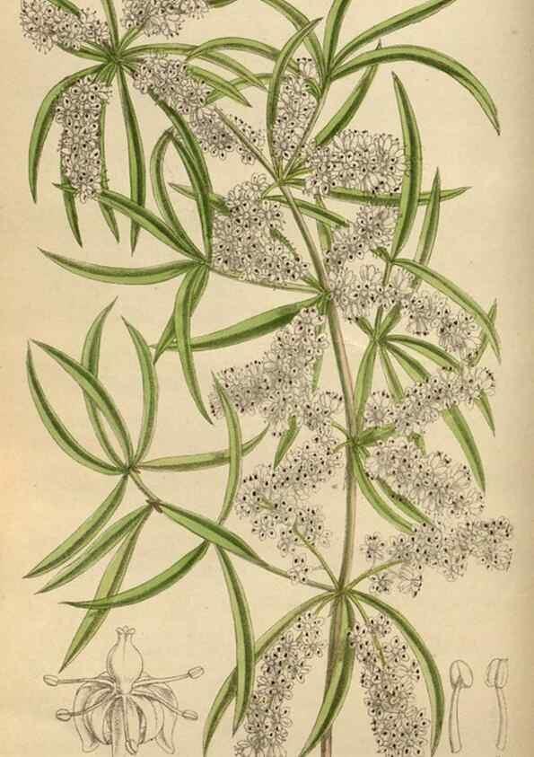 Reproducción/Reproduction 35218039634: Curtis's botanical magazine.. London ; New York [etc.] :Academic Press [etc.]