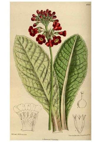 Reproducción/Reproduction 35218040884: Curtis's botanical magazine.. London ; New York [etc.] :Academic Press [etc.]