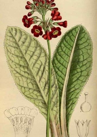 Reproducción/Reproduction 35218040884: Curtis's botanical magazine.. London ; New York [etc.] :Academic Press [etc.]