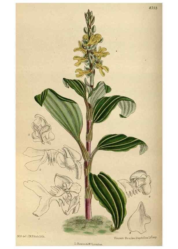 Reproducción/Reproduction 35886380902: Curtis's botanical magazine.. London ; New York [etc.] :Academic Press [etc.]