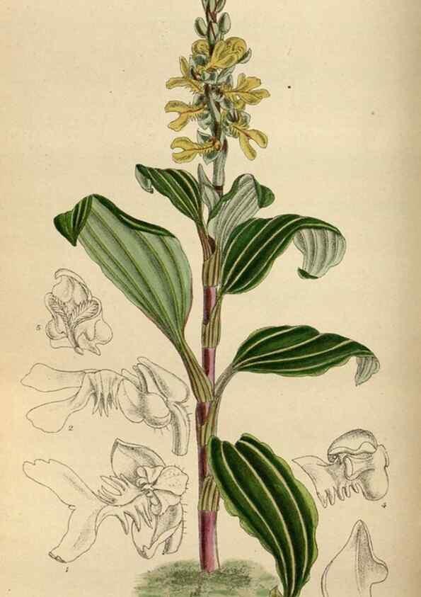 Reproducción/Reproduction 35886380902: Curtis's botanical magazine.. London ; New York [etc.] :Academic Press [etc.]