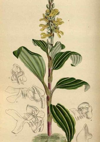 Reproducción/Reproduction 35886380902: Curtis's botanical magazine.. London ; New York [etc.] :Academic Press [etc.]