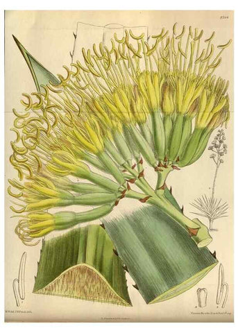 Reproducción/Reproduction 35924388761: Curtis's botanical magazine.. London ; New York [etc.] :Academic Press [etc.]