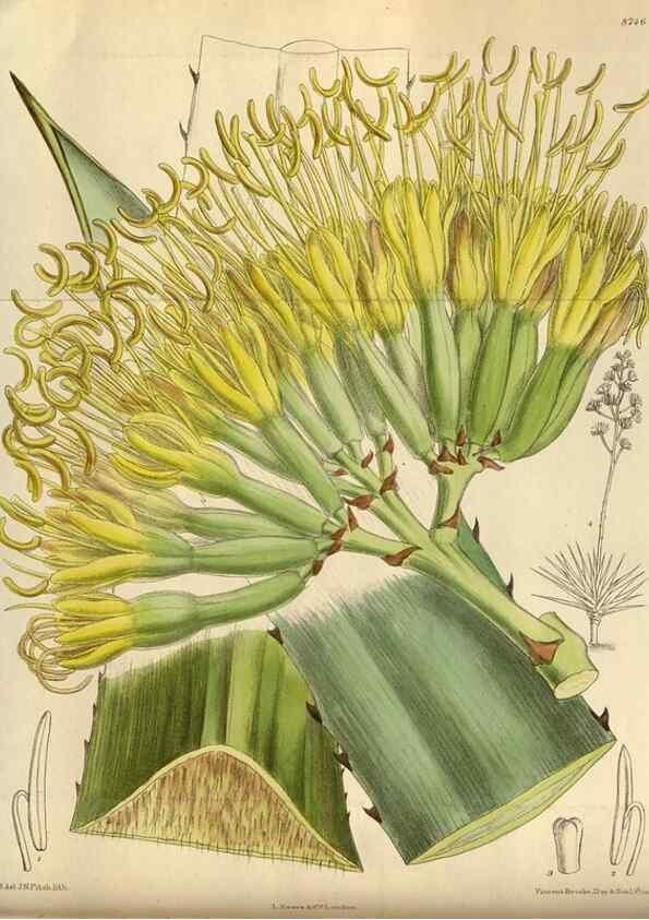 Reproducción/Reproduction 35924388761: Curtis's botanical magazine.. London ; New York [etc.] :Academic Press [etc.]