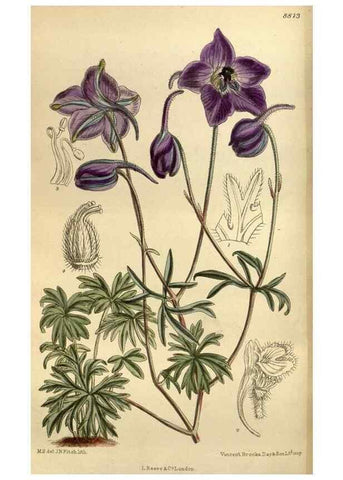 Reproducción/Reproduction 35218226504: Curtis's botanical magazine.. London ; New York [etc.] :Academic Press [etc.]