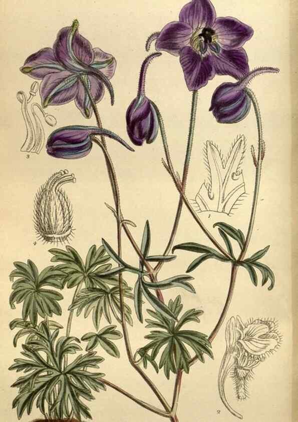 Reproducción/Reproduction 35218226504: Curtis's botanical magazine.. London ; New York [etc.] :Academic Press [etc.]