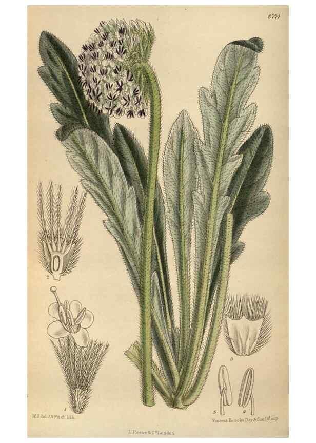 Reproducción/Reproduction 35924431151: Curtis's botanical magazine.. London ; New York [etc.] :Academic Press [etc.]