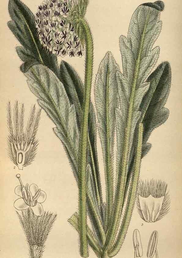 Reproducción/Reproduction 35924431151: Curtis's botanical magazine.. London ; New York [etc.] :Academic Press [etc.]