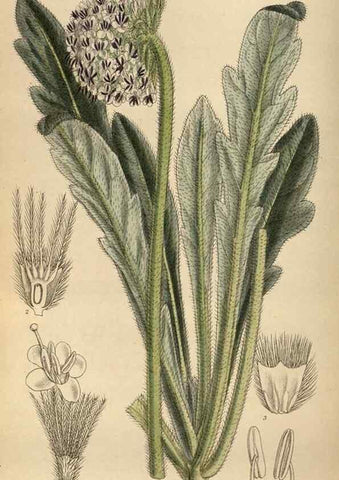 Reproducción/Reproduction 35924431151: Curtis's botanical magazine.. London ; New York [etc.] :Academic Press [etc.]