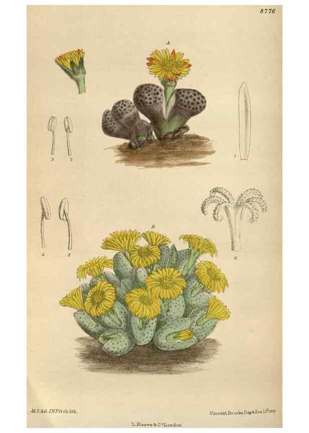 Reproducción/Reproduction 35886445482: Curtis's botanical magazine.. London ; New York [etc.] :Academic Press [etc.]