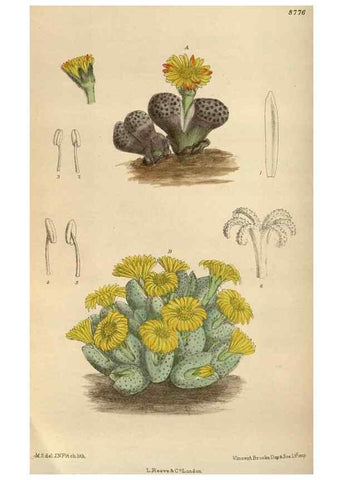 Reproducción/Reproduction 35886445482: Curtis's botanical magazine.. London ; New York [etc.] :Academic Press [etc.]