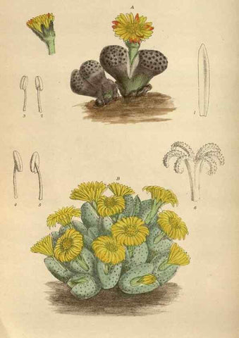 Reproducción/Reproduction 35886445482: Curtis's botanical magazine.. London ; New York [etc.] :Academic Press [etc.]