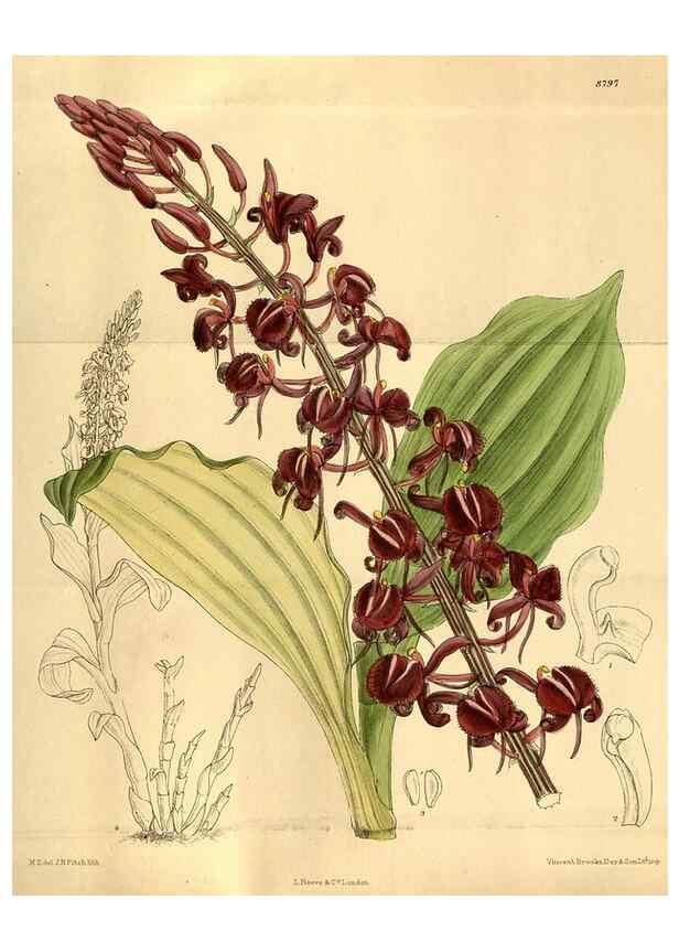 Reproducción/Reproduction 36057823205: Curtis's botanical magazine.. London ; New York [etc.] :Academic Press [etc.]